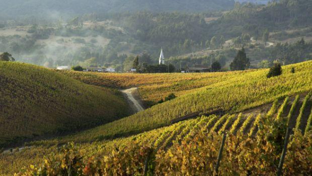 Viña Casa Marín - Image 2